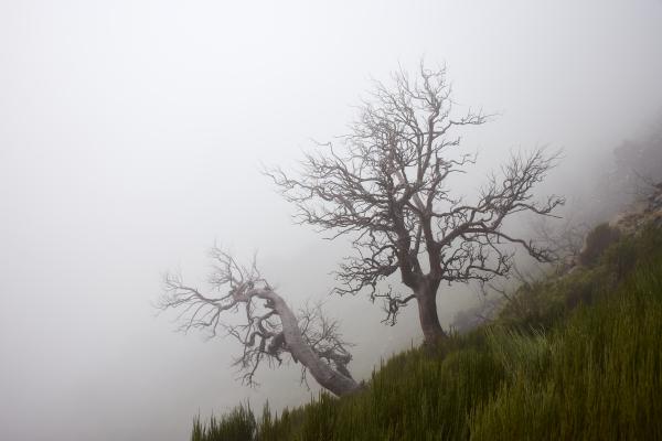 "Fog can cover anything, anything except itself!" - Mehmet Murat Ildan